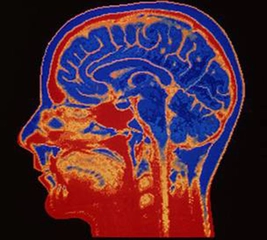 Nörobilim Özellikleri ve Faydaları Nelerdir?