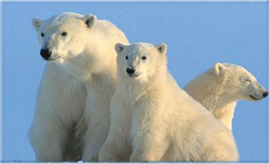 Adaptasyon Özellikleri ve Faydaları Nelerdir?