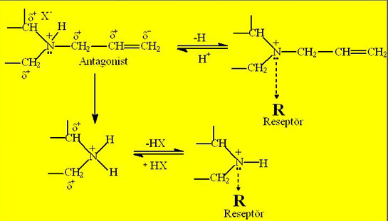 Agonist Özellikleri ve Faydaları Nelerdir?