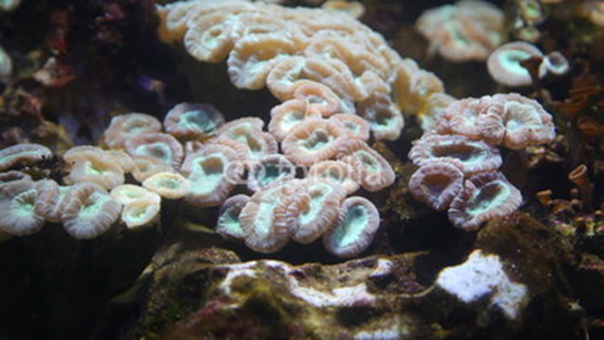 Aktinyum Özellikleri ve Faydaları Nelerdir?