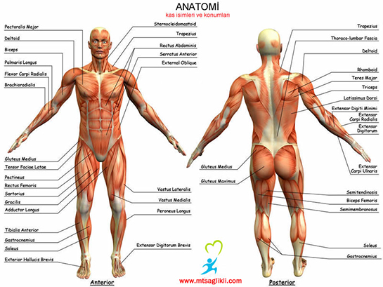 Anatomi Özellikleri ve Faydaları Nelerdir?