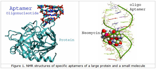 Aptamer Özellikleri ve Faydaları Nelerdir?