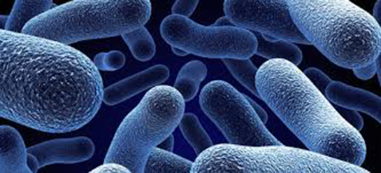Bakteriyoloji Özellikleri ve Faydaları Nelerdir?