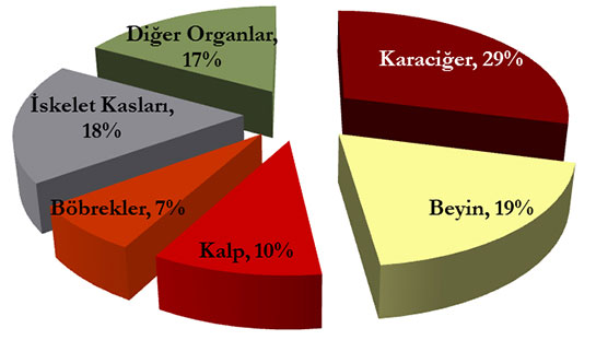Bazal Metabolizma Etkileyen Faktörler Nelerdir?