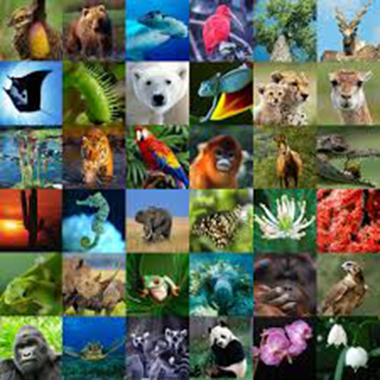 Biyoçeşitlilik Nelerdir?