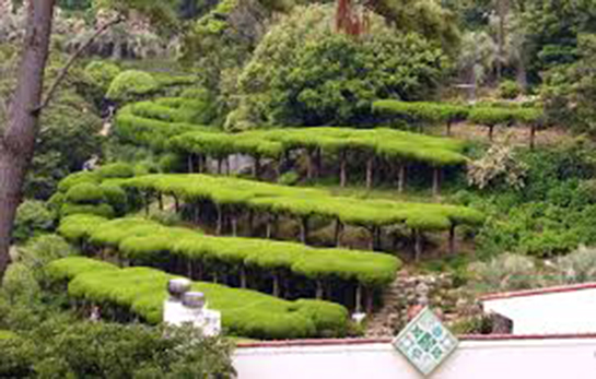 Botanik Özellikleri ve Faydaları Nelerdir?
