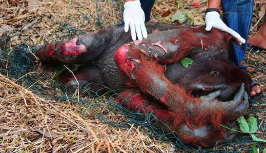 Derin Ekoloji Özellikleri ve Faydaları Nelerdir?
