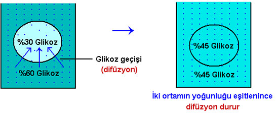 Difüzyon Hızı ve Özellikleri