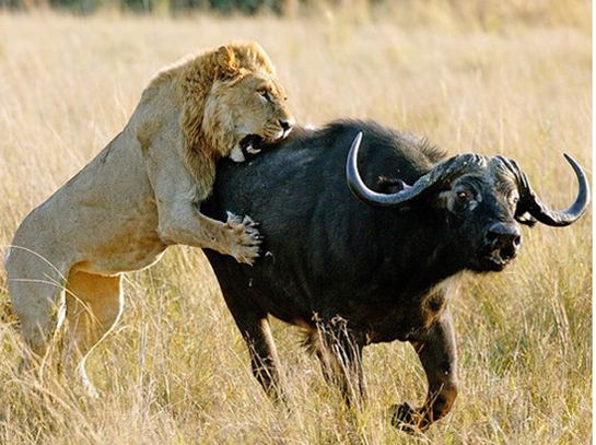 Doğal Seçilim Özellikleri ve Faydaları Nelerdir?