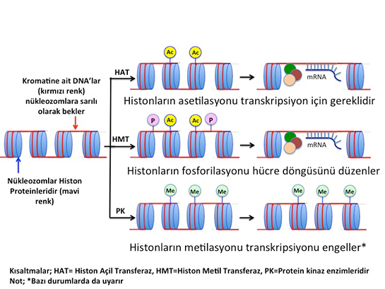 Epigenetik Özellikleri ve Faydaları Nelerdir?
