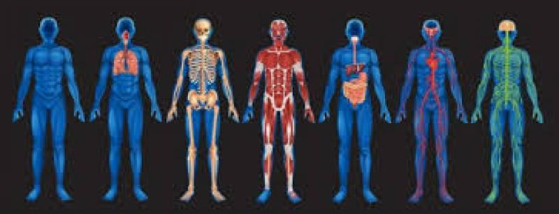 Fizyoloji Özellikleri ve Faydaları Nelerdir?