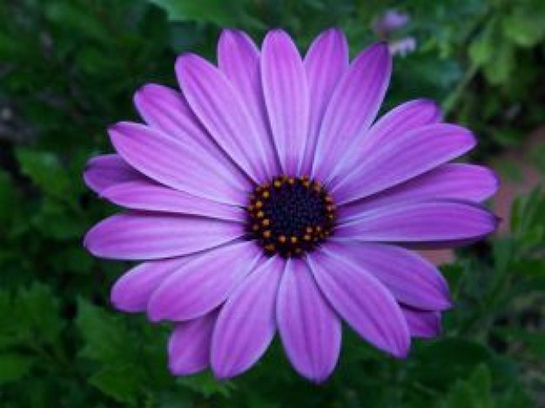 Flor Özellikleri ve Faydaları Nelerdir?