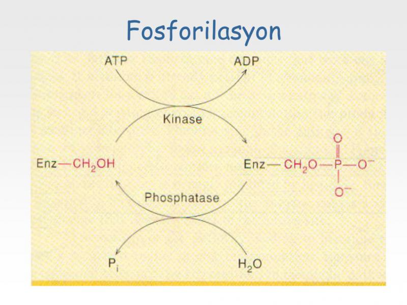 Fosforilasyon Nedir?
