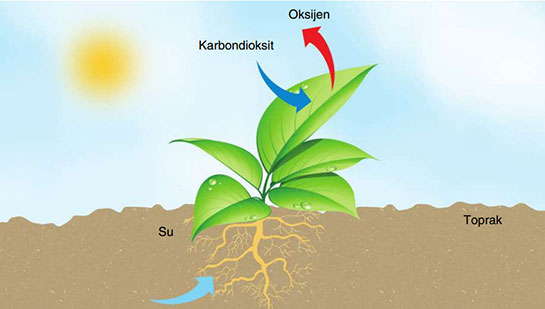 Fotosentez Önemi ve Faydaları Nelerdir?
