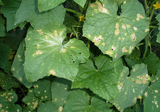 Fungusit Özellikleri ve Faydaları Nelerdir?