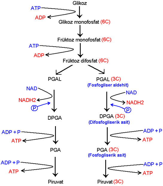 Glikoliz Özellikleri ve Faydaları Nelerdir?