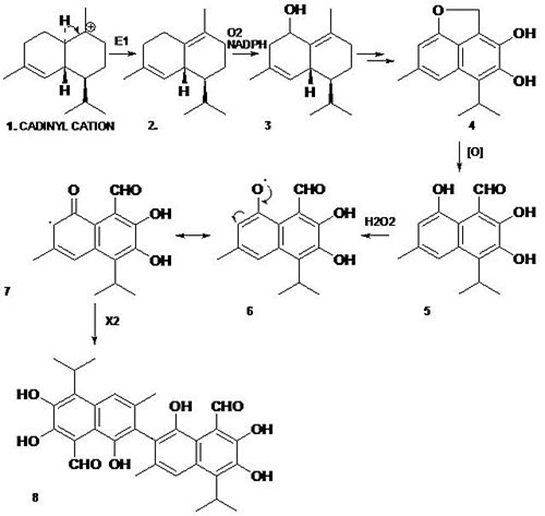 Gossypol Özellikleri ve Faydaları Nelerdir?