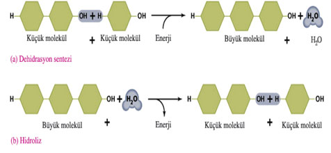 Hidroliz Özellikleri ve Faydaları Nelerdir?
