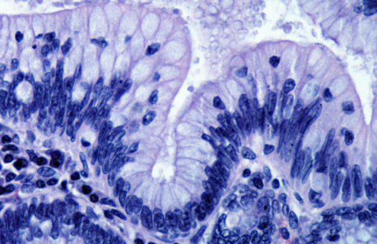 Histoloji Özellikleri ve Faydaları Nelerdir?