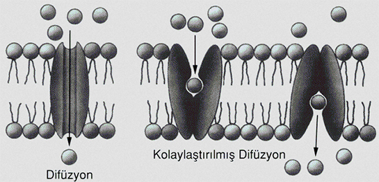 Kolaylaştırılmış Difüzyon Özellikleri ve Faydaları Nelerdir?