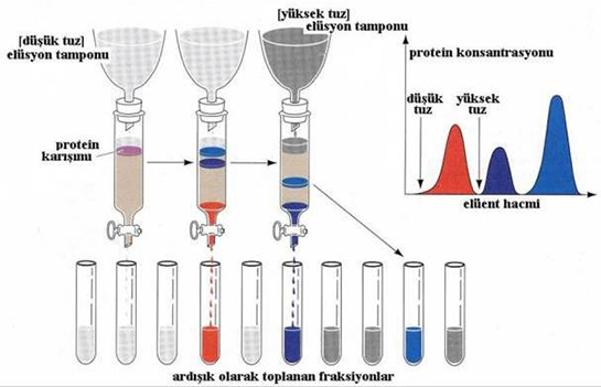 Kromatografi Özellikleri ve Faydaları Nelerdir?