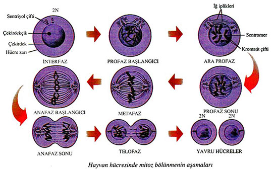 Mitoz Bölünme Nasıl Geçekleşir?