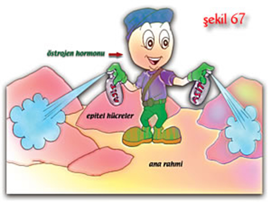 Östrojen Özellikleri ve Faydaları Nelerdir?