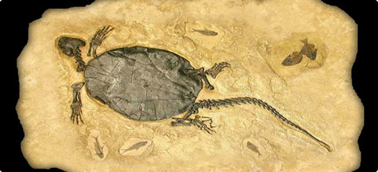 Paleontoloji Özellikleri ve Faydaları Nelerdir?