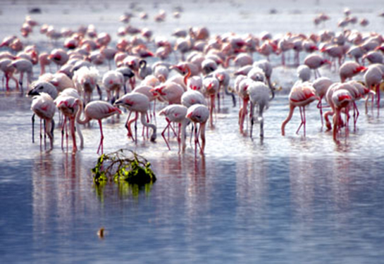 Popülasyon Türleri ve Özellikleri
