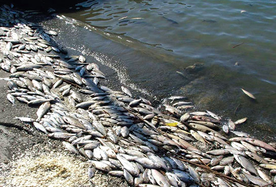 Su Kirliliğine Neden Olan Kimyasallar?