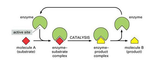 Substrat Özellikleri ve Faydaları Nelerdir?