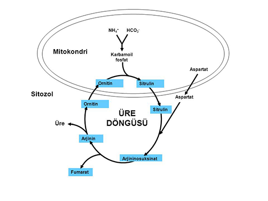 Üre Döngüsü Belirtileri ve Tedavisi