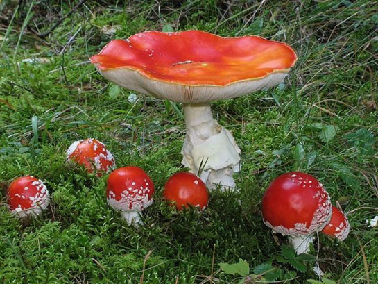 Zehirli Mantarlar Türleri ve Özellikleri