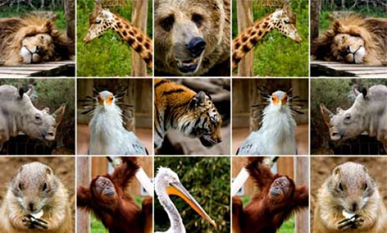 Zooloji Özellikleri ve Faydaları Nelerdir?